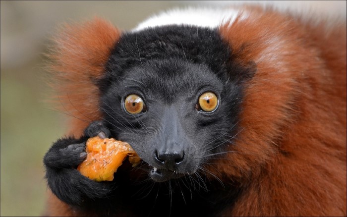 Red Ruffed Lemur Eating Fruit