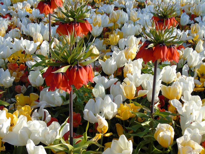 4K Tulips and Fritillaria Flowers