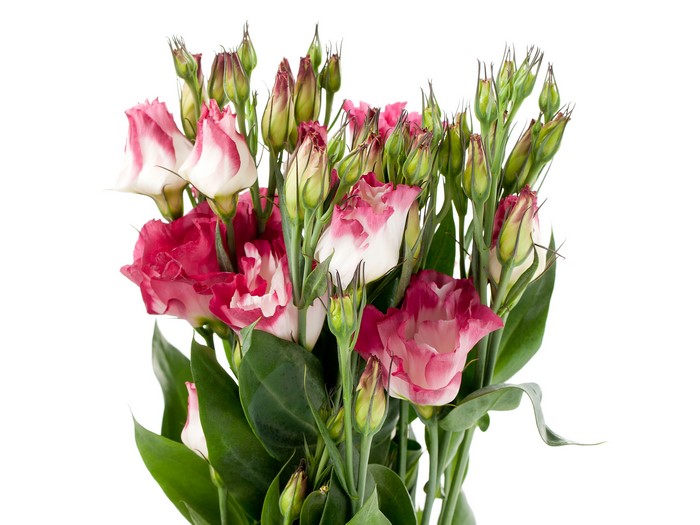 Pink and White Eustoma Flowers with Buds