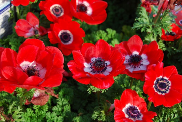 Red Anemone flowers with black centers