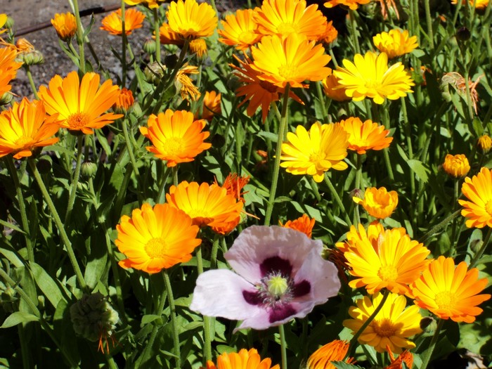 Orange and yellow calendula flowers with a pink poppy