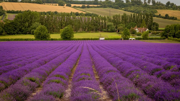 Lavender Fields in the Countryside