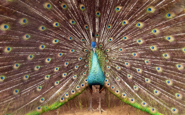Peacock displaying its fanned tail feathers