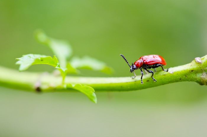 Red beetle on a green branch