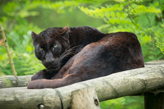 Black Panther resting on wooden logs