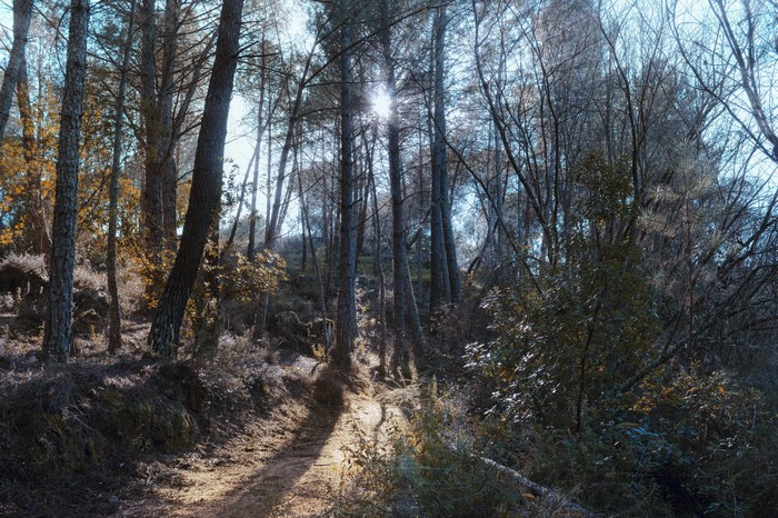 Sunlight filtering through trees on a forest trail
