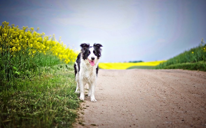 Border Collie dog standing on a dirt road with yellow flowers