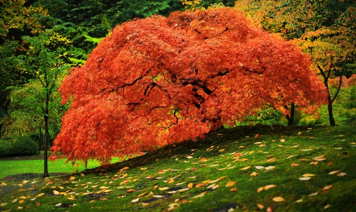 Vibrant Japanese Maple Tree in Autumn Park