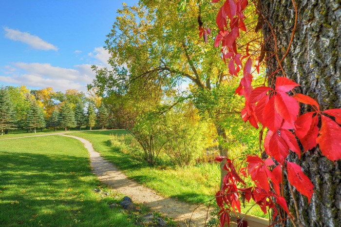 Autumn park with a winding path and red foliage