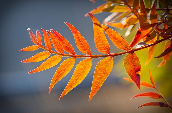 Autumn leaves on a branch with sunlight