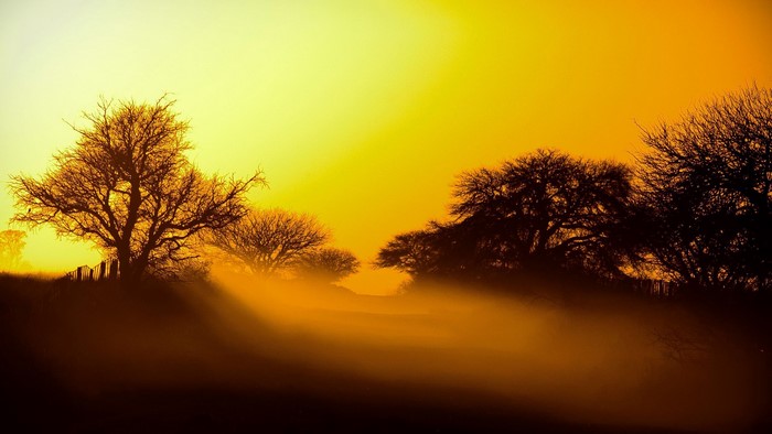 Golden Sunrise with Trees and Mist