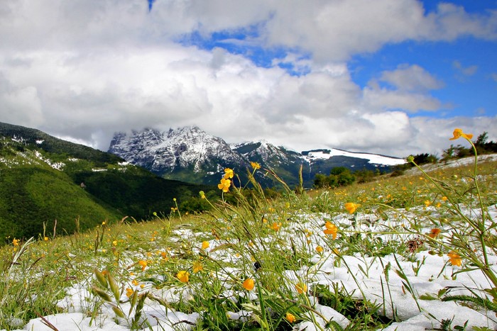 Snow-capped mountains with yellow flowers and green hills