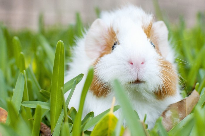 Close-up of a guinea pig in green grass