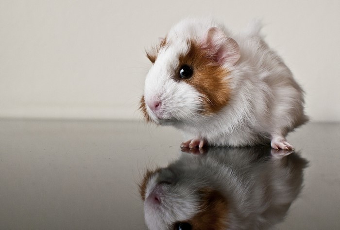 A guinea pig with brown and white fur looking to the side