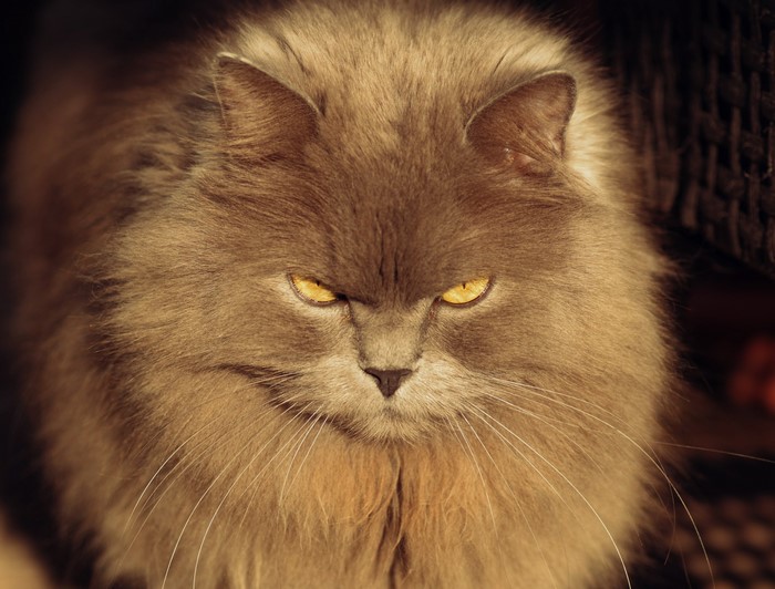 Fluffy gray cat with yellow eyes