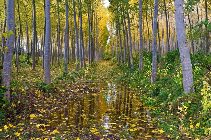 Autumn forest with a flooded path and fallen leaves