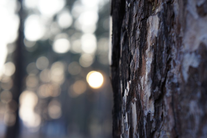 Closeup of tree bark with bokeh background