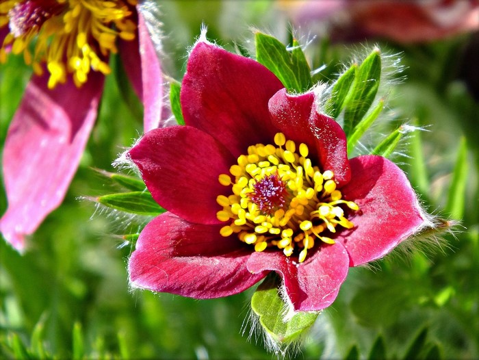 Closeup of a Pulsatilla flower