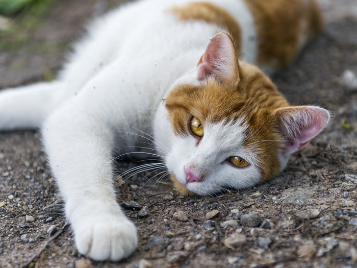 Orange and white cat lying down