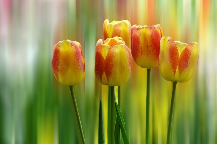 Yellow and red tulips with blurred background