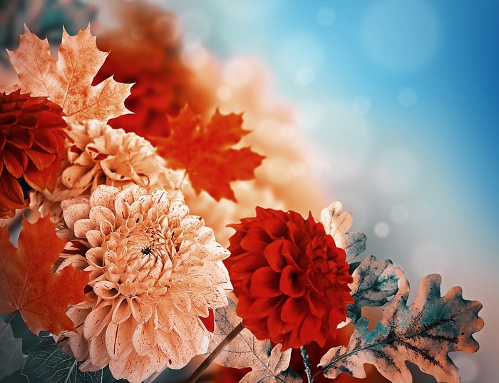 4K Dahlias Closeup