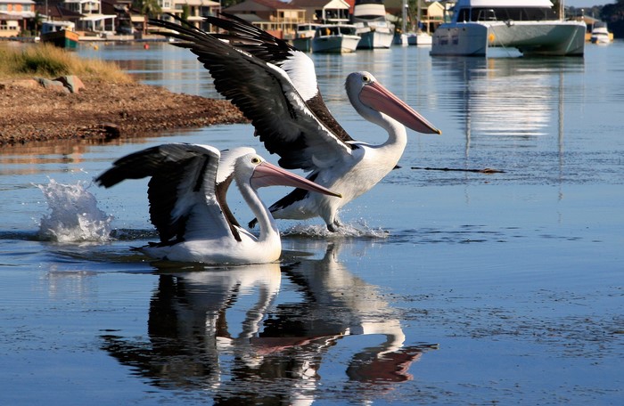 Two pelicans in water with wings spread