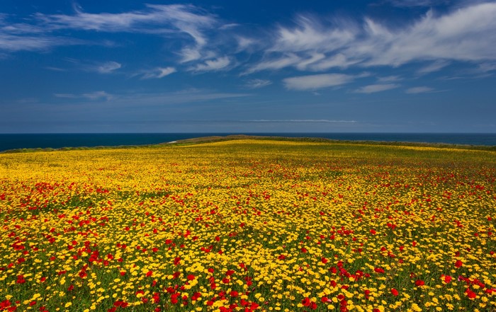 Field of yellow and red flowers by the sea
