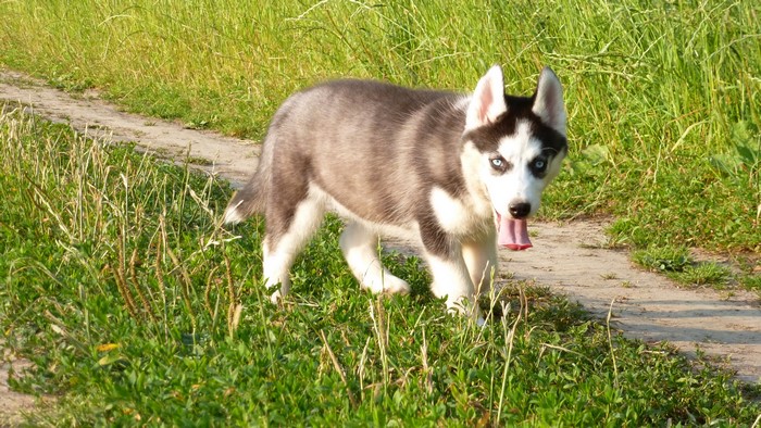 Husky puppy on a dirt path with grass