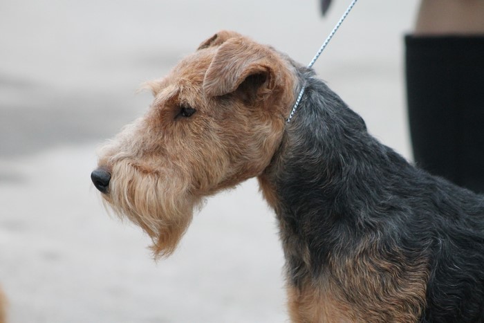 4K Airedale Terrier Dog