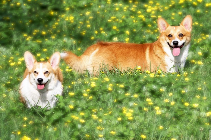Two Welsh Corgis in a Field of Yellow Flowers