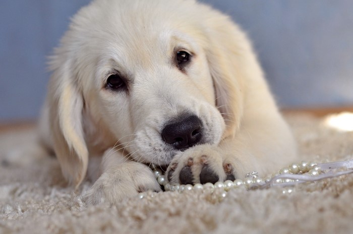 Golden Retriever Puppy with Pearls