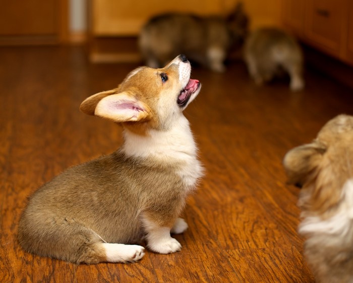 Welsh Corgi puppies playing on a wooden floor