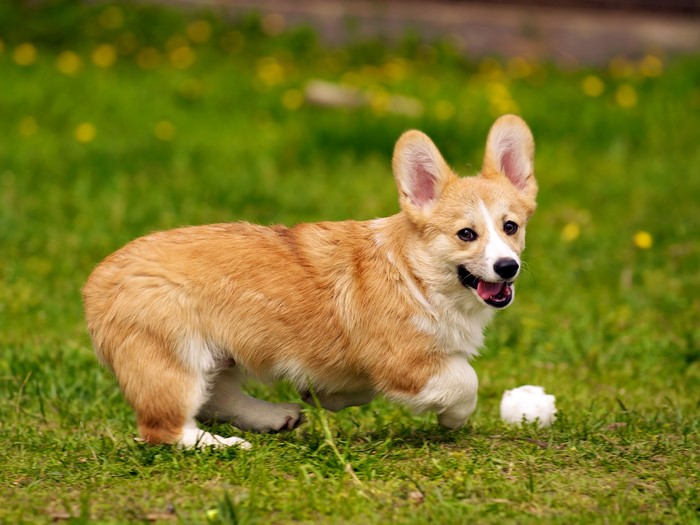 Pembroke Welsh Corgi puppy playing with a ball on grass