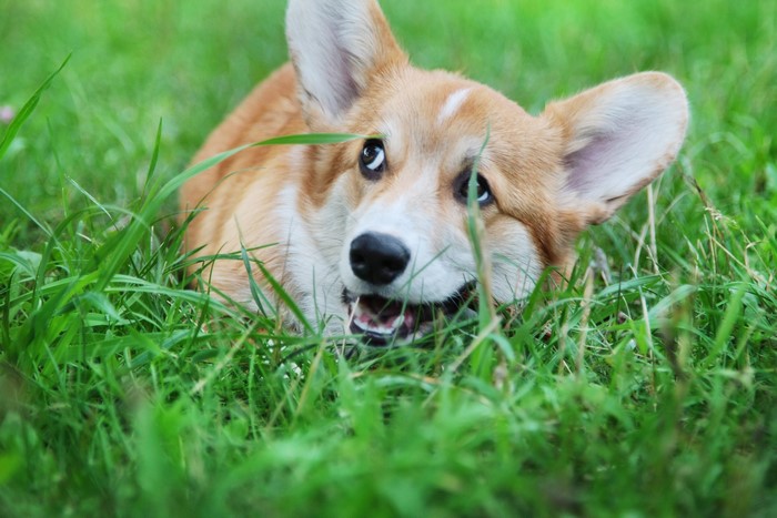 Welsh Corgi dog lying in green grass