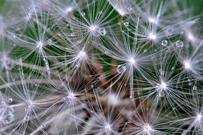 4K Dandelion Seed Head with Water Droplets Closeup
