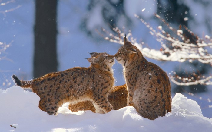 Two lynx in the snow