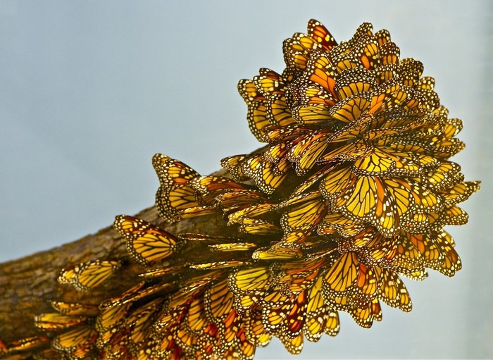 Monarch Butterflies Clustered on a Branch