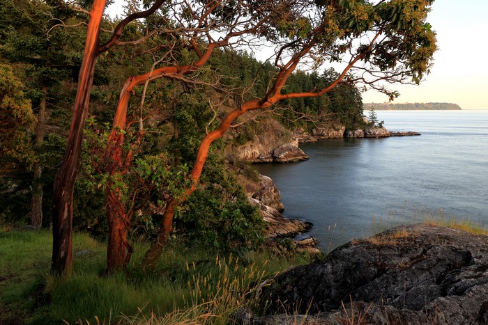 Arbutus trees on the coast of Vancouver, Canada