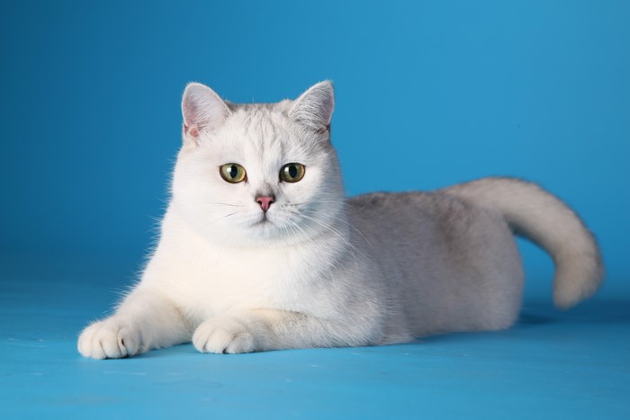 White Cat with Green Eyes on Blue Background