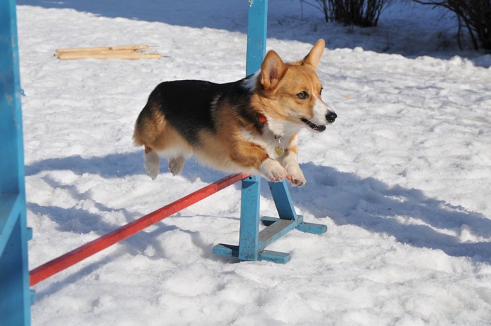 Welsh Corgi Jumping Over Agility Bar in Snow