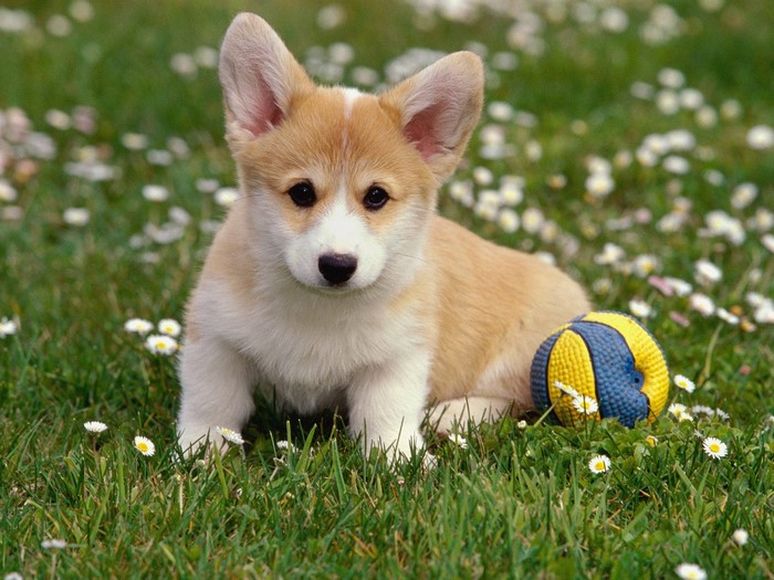 Pembroke Welsh Corgi puppy with a ball in grass