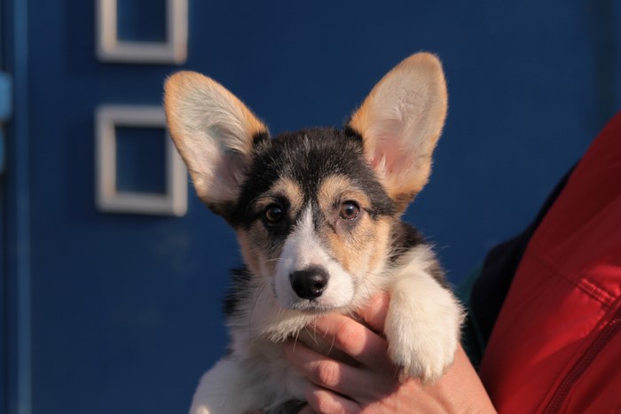 Welsh Corgi puppy held by a person