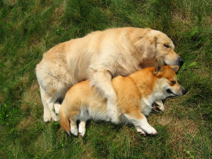 Golden Retriever and Corgi sleeping on grass