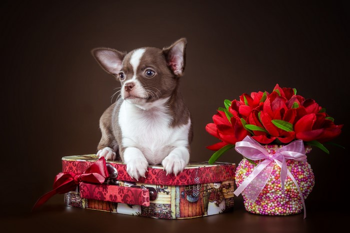 Chihuahua puppy on a box with tulips