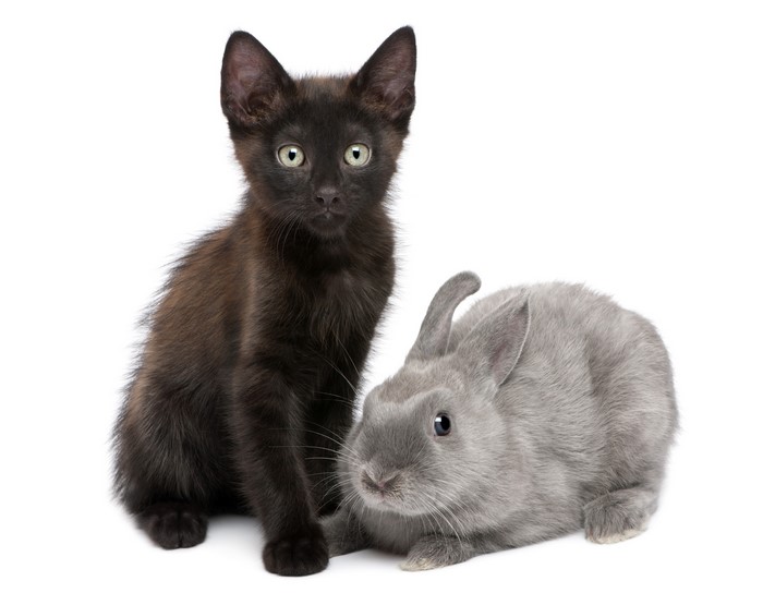 Black kitten and gray rabbit