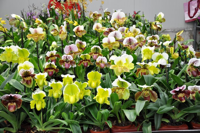 A large display of Paphiopedilum orchids
