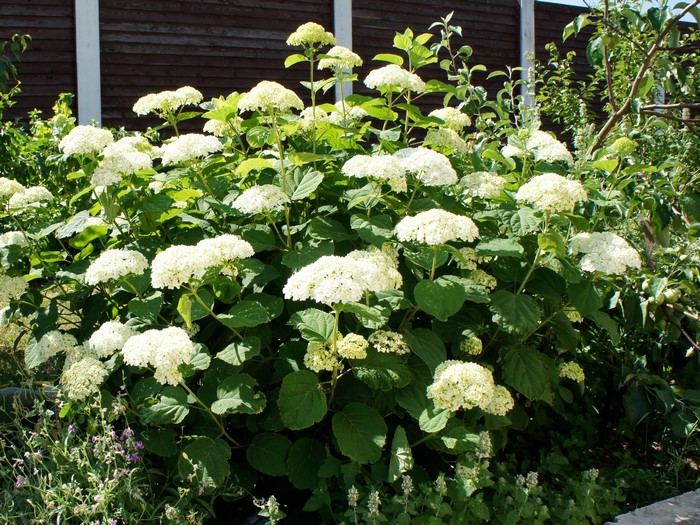 White Hydrangea shrub in a garden