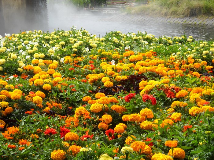 Flower bed with marigolds and other flowers