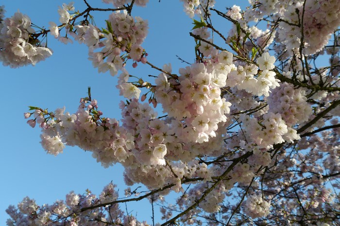 Cherry blossoms in bloom against a clear blue sky