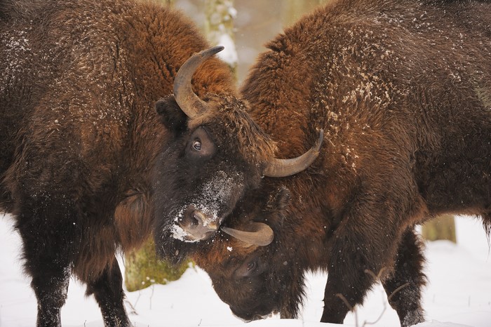 Two European bison fighting in snow